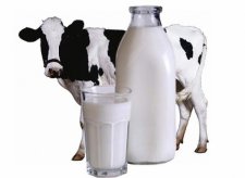 Корова молоко